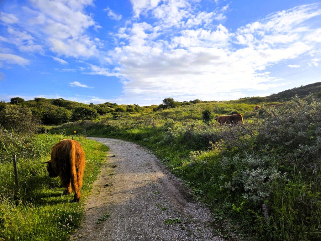 Duinen aan de kust